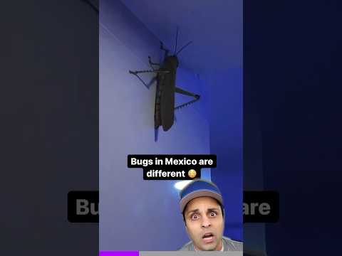 You Wont Believe This Giant Mexican Bug