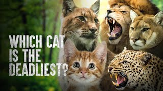 How to Survive tнe Deadliest Cats