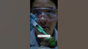 Can you transfer your memory? #memory #memorytrainer #memoryreboot #memoryskills