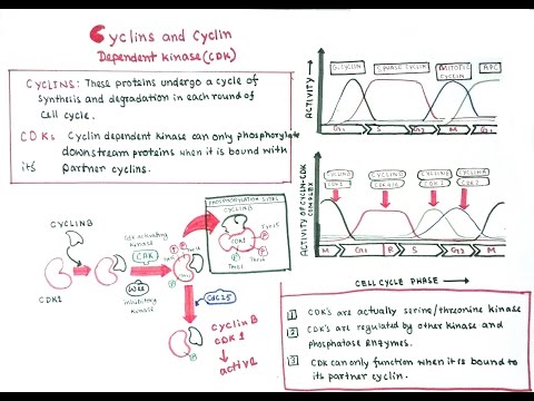 वीडियो: विशेष रूप से कोशिका चक्र में सामान्य कोशिका के कामकाज में सीडीके की क्या भूमिका है?