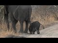 SafariLive, Who doesnt like baby Elephants?