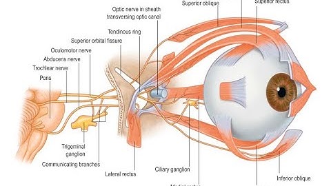 Eye Movement Metrics as Indicator of Cognitive Loading: A Systematic Review