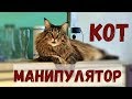 Мейн-кун, кот манипулятор