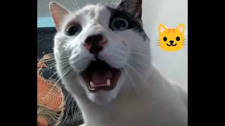 Seu nome vai ser José #cats #gatos #gato  screenshot 5