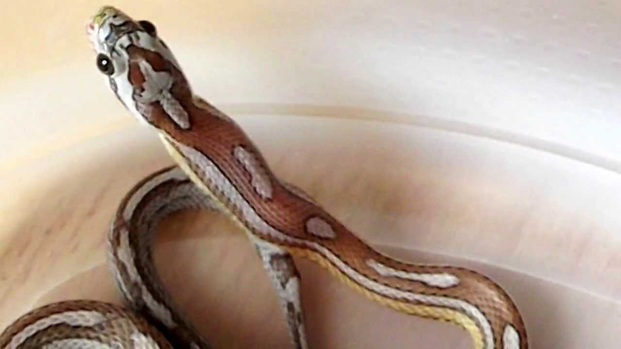 Kornnatter 0.1 (Weibchen) pastel, bei der Fütterung mit einer Frostmaus