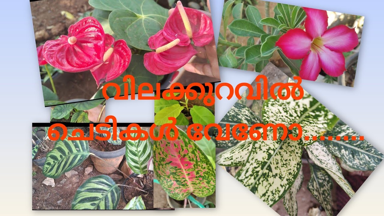 വിലക്കുറവിൽ ചെടികൾ.........