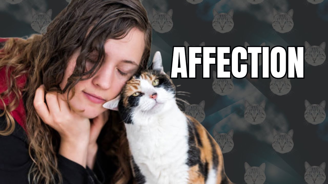 Why Does My Cat Headbutt Me? The Truth About This Adorable Behavior!