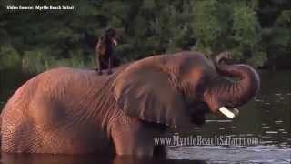 WOW! An ELEPHANT and DOG love PLAYING together.