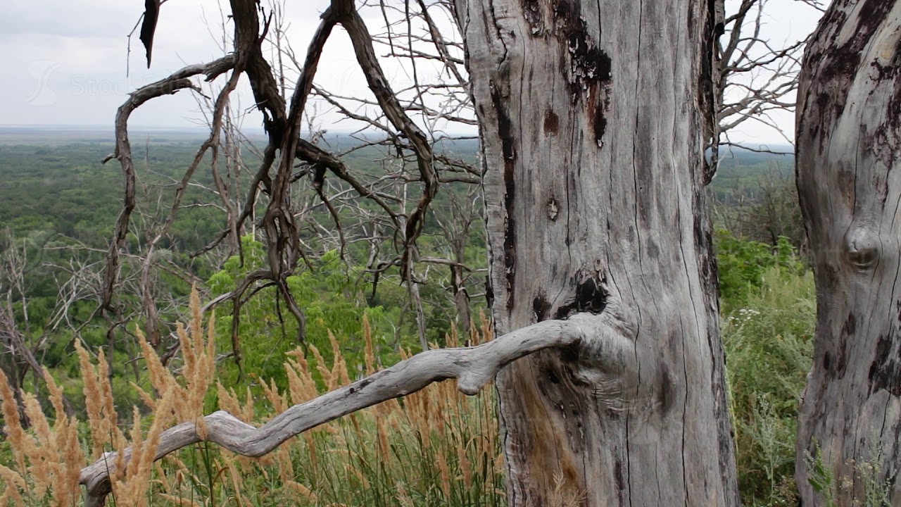 Dry dead tree on a hillside in the forest. The camera is moving on the slider. Parallel effect