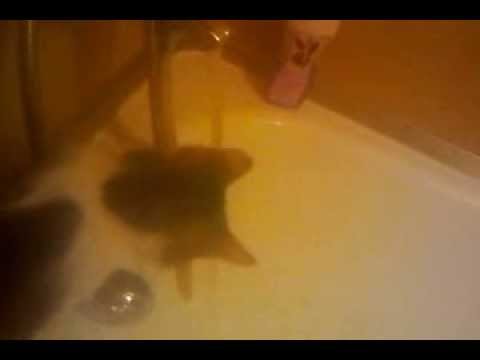 Video: Mají kočky rády vodu?