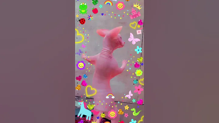 Video 11762981: cat dance funny sphynx