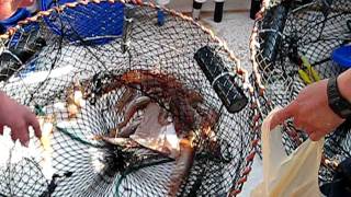 Shrimping in Prince William Sound Alsaka Pt 2
