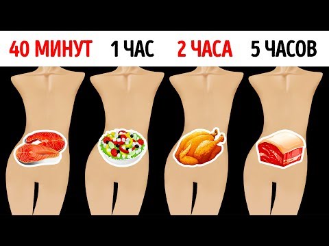 Как Долго Ваша Любимая Eда Остается в Желудке