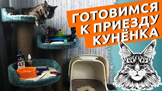 Купили мейн-куна - подготовьтесь правильно! Игрушки для котят, лотки и другие аксессуары.