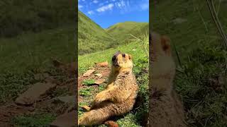 Sad moment for Wild animal bobak marmot or prairie dog