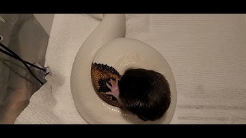 ⚠️Warning Live Feeding⚠️  Piebald Dominates Her 1st Medium Rat