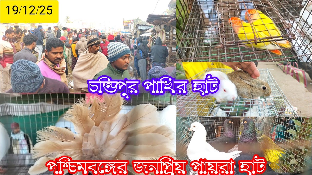 চন্ডিপুর পাখির হাট।। Recent New Video birds market.@Smanimalscare99 
