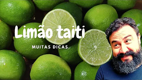 Como cuidar de pé de limão taiti?