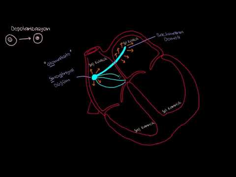 Kalbin Elektrik Sistemi (Sağlık Bilgisi ve Tıp)