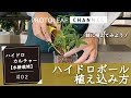 【ハイドロカルチャー（水耕栽培）#02】ハイドロボールを使用した観葉植物の植え込み方