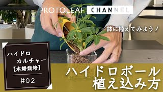 【ハイドロカルチャー（水耕栽培）#02】ハイドロボールを使用した観葉植物の植え込み方