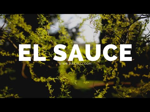 Video: Sauce Quebradizo 