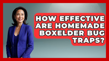 How Effective Are Homemade Boxelder Bug Traps? - Insects and Invaders
