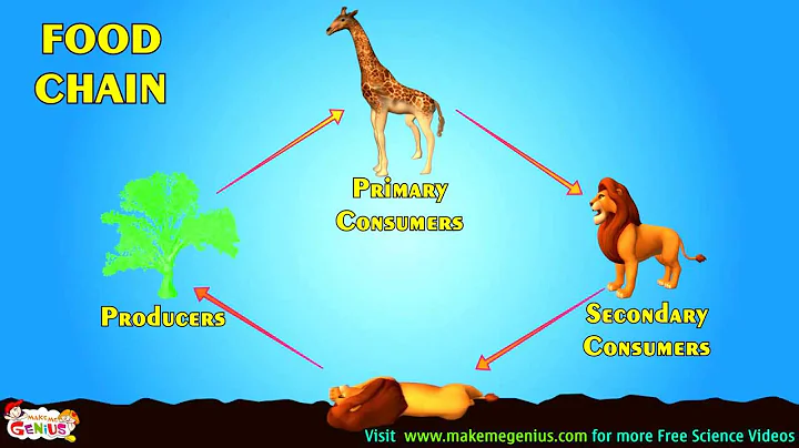 Food Chains ,Food Webs,Energy Pyramid in Ecosystems Video for Kids2
