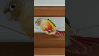 애기 앵무새 ... 앵두의 귀여운 동작과 표정~ #코뉴어앵무새 #파인애플코뉴어 #애완동물 #반려조 #반려동물…