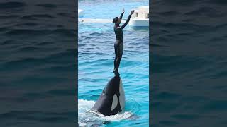ララのリフティングバルーン芸術的で最高!! #Shorts #鴨川シーワールド #シャチ #Kamogawaseaworld #Orca #Killerwhale