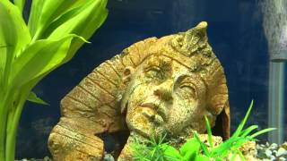 今日の小赤たち３