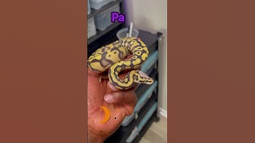 “Prince” Pastel YB DG | #youtubevideos #ballpython #snake #reptiles