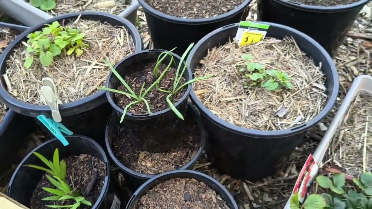 Checking My Garden After a Severe Frost, Garden Maintenance, Fruit Fly Trap - Reverse Homesteading