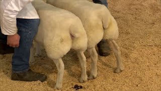 Pencampwriaeth Defaid Cynhenid | Native Breed Sheep Championship