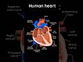 Cardiovascular | System Human Heart | Anatomy structure |🫀🫀