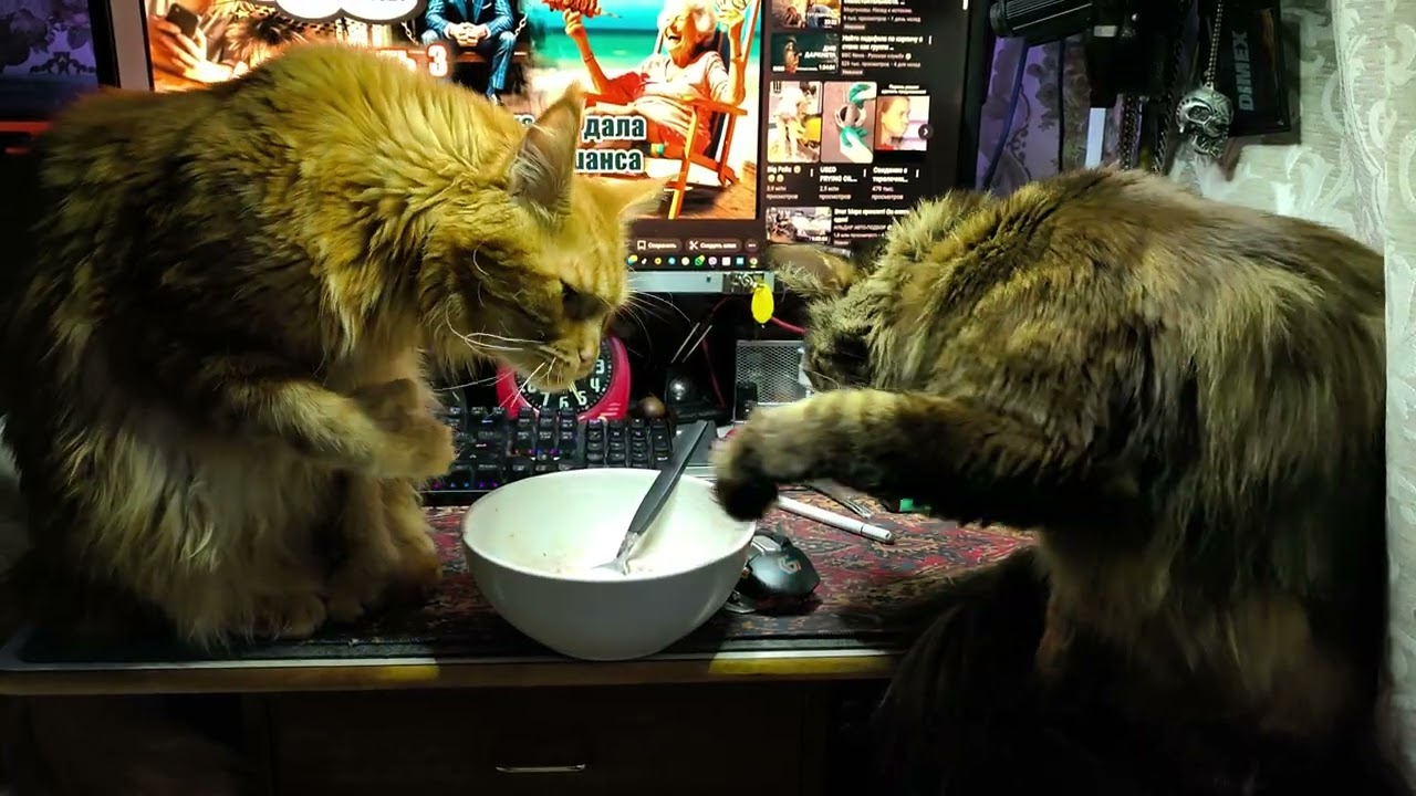 Мейн куны пробуют йогурт.