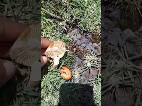 فطر عش الغراب في نوع ضار