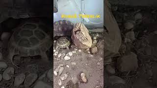 Kura-kura Terbalik Dibantu Kura2 Lain