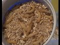 How to Breed Waxworms