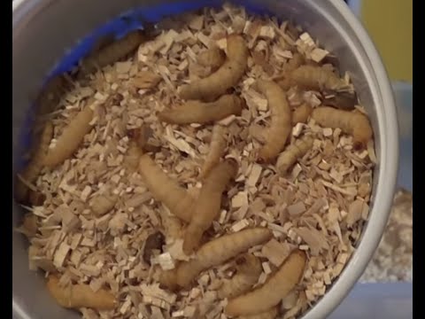 How to Breed Waxworms 