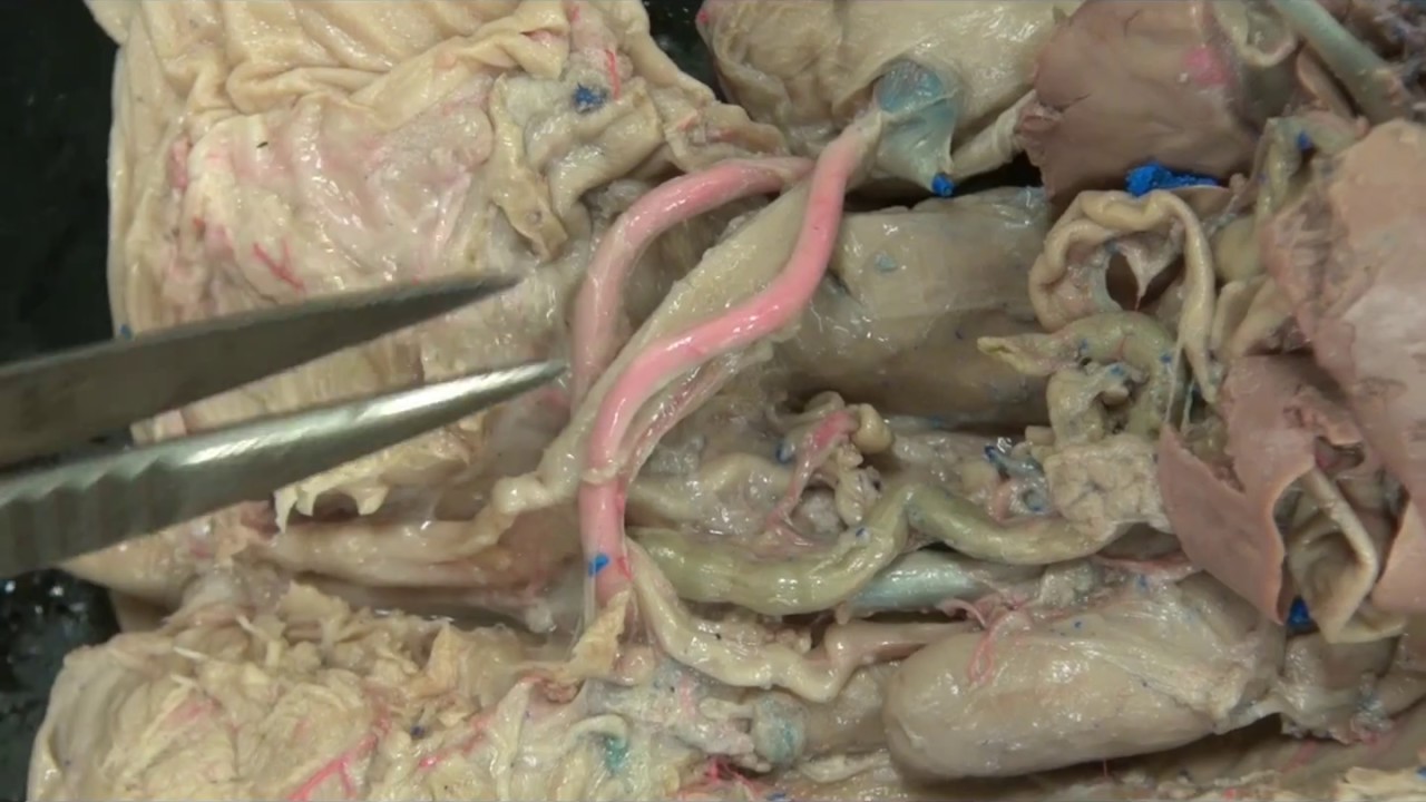 urinary system in fetal pig