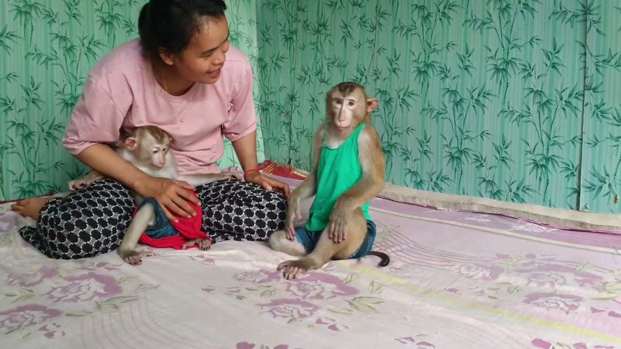 Mom asking monkey Koko why always jealous with Yoko /Koko&Yoko official