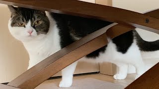 🐈あることをしてママが親子猫に嫌われてしまいました…泣