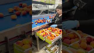 Harvesting / Packing Peaches | Eckert's Country Store and Farm