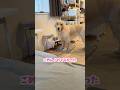 ちょんハラ#ゴールデンレトリーバー #大型犬
