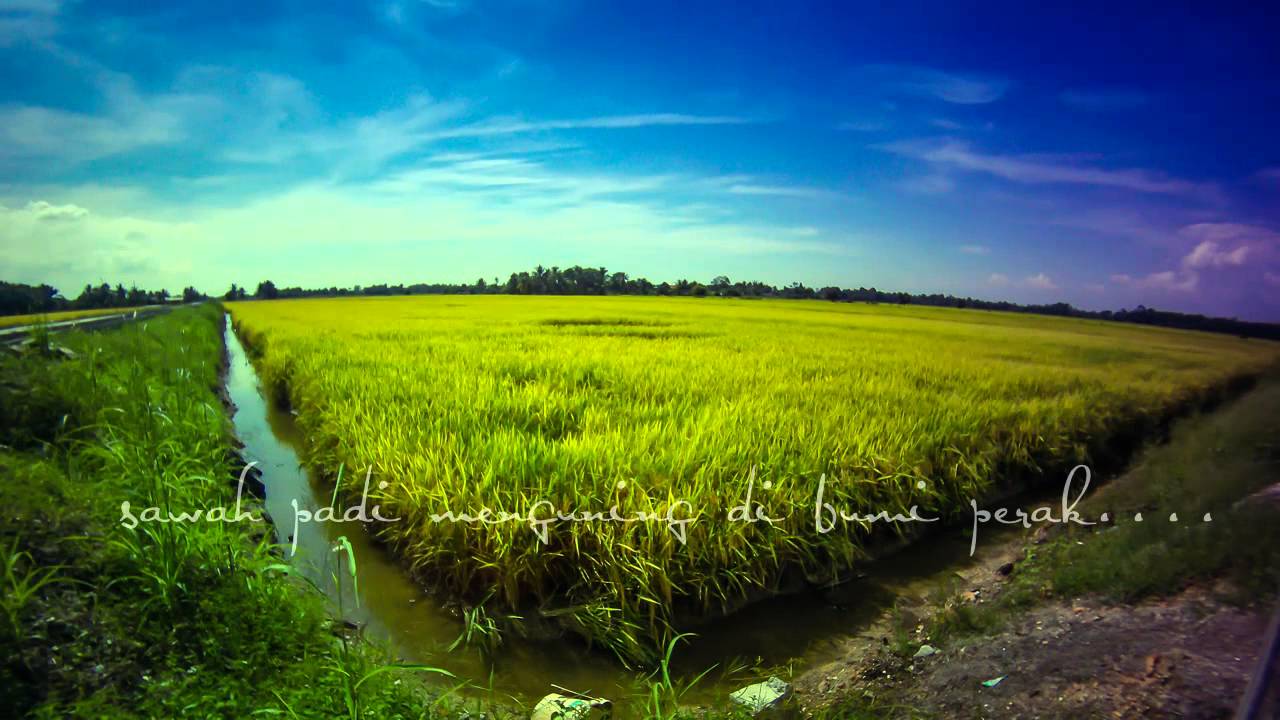 Terbaru 27 Sawah Padi 