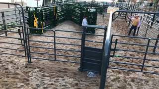 Dr. Ron Gill on Acclimating Cattle | Cattle Handling Demo