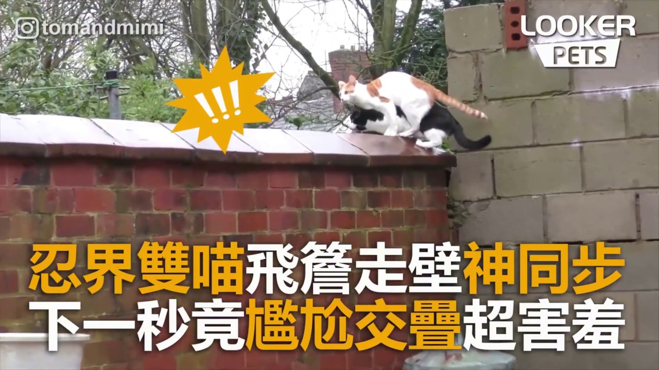 games people play 忍界雙喵飛簷走壁神同步 下一秒竟尷尬交疊超害羞