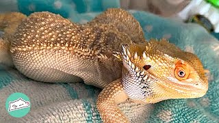 Bearded Dragon Was Rescued from Closet. Woman Healed and Gave All Love | Cuddle Reptiles