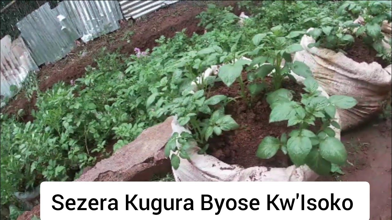 Sezera Kugura Byose Kw'Isoko Menya Uko Wahinga Mumifuka Ibirayi,Ibijumba,Amateke Nibindi Byose